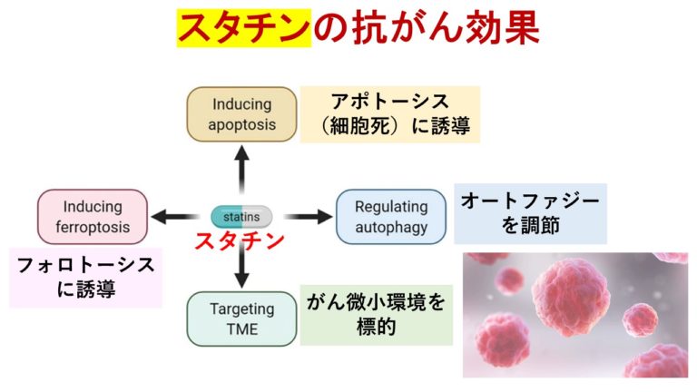 スタチンによる体重増加の考えられる原因は何ですか?